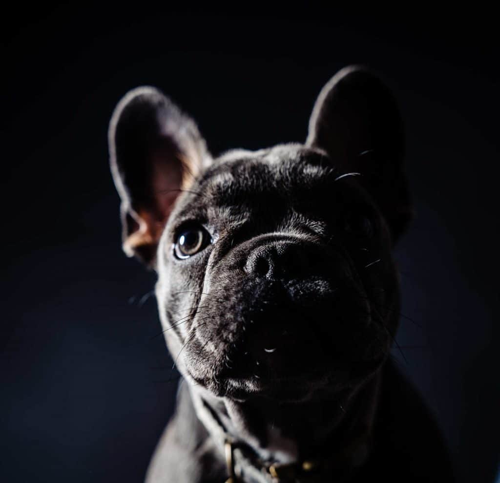 Twee Bulletjes in de fotostudio - Studio Damon