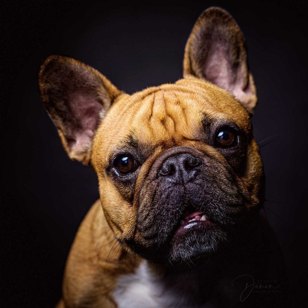 Huisdieren fotografie: the best of the best 2021 - Studio Damon